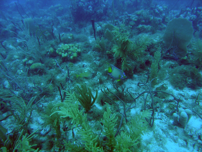 Queen angelfish (Holocanthus cilaris), French grunt (Haemulon flavolineatum),and numerous corals, sponges, and algae