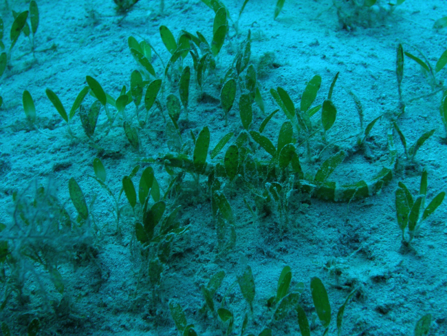 A well-camouflaged pipefish (Sygnathus dawsoni) in a stand of Halophiladecipiens
