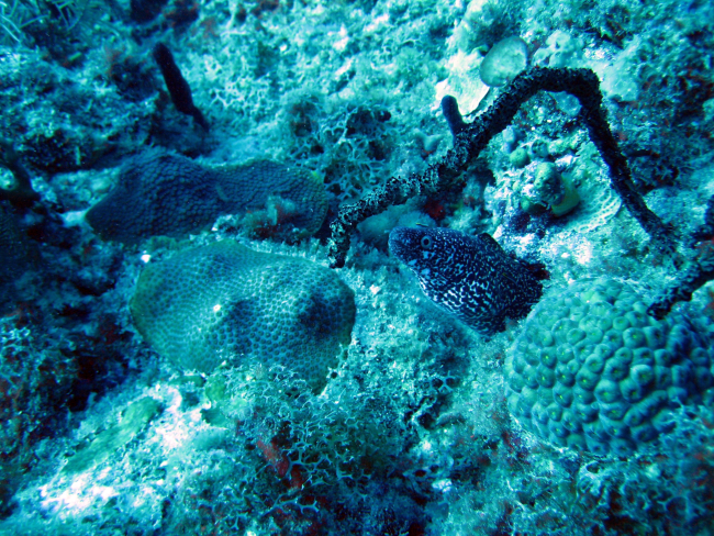A spotted moray (Gymnothorax moringa), boulder star complex coral (Montastreaannularis), great star coral (Montastrea cavernosa), and Y branched algae