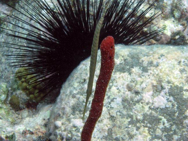 Trumpetfish (Aulostomus maculatus)  with red finger sponge and long-spinedurchin (Diadema antillarum)