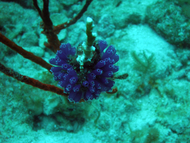 Tunicates (Ascidiacea sp