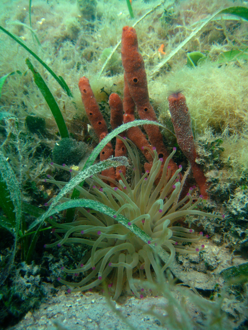 Barrel/tube sponge (Porifera upright/erect spp) and large anemone (Actinaria spp