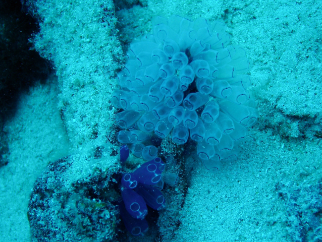 Tunicates (Ascidiacea sp