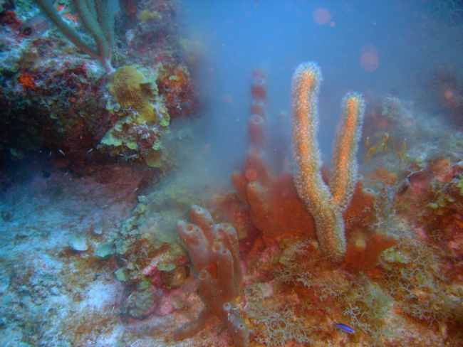 Barrel/tube sponge (Porifera spp) behind small orange octocoral