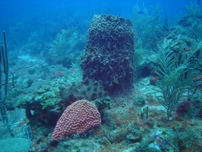 Great star coral (Montastraea cavernosa) in the foreground and a large barrelsponge and a smaller encrusting sponge (Porifera spp) behind the coral
