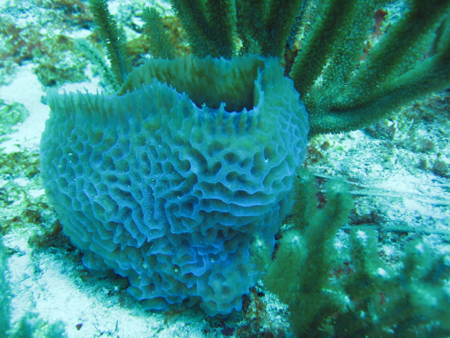 Barrel sponge (Porifera sp