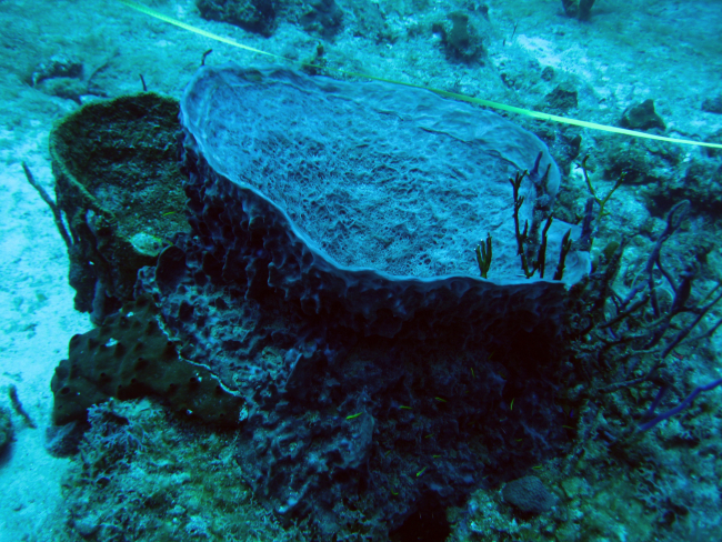 Barrel/tube sponge (Porifera sp