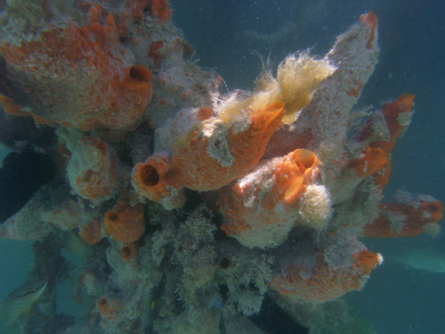Sponge (Porifera spp