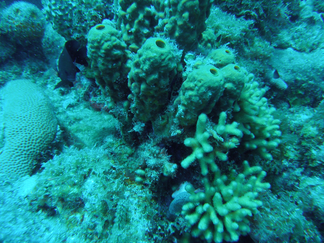 Barrel sponges (Porifera sp