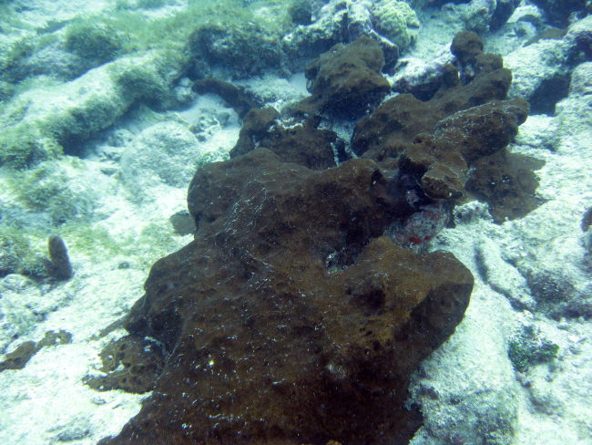 Black encrusting sponge (Porifera sp)