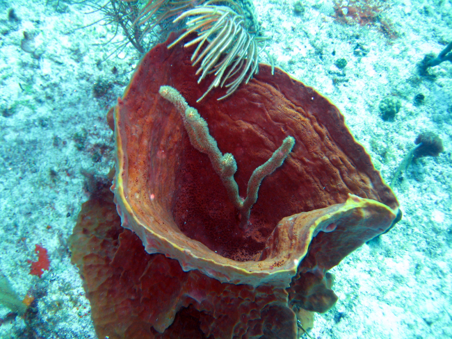 Gorgonacean sea rod growing in barrel sponge (Porifera sp)