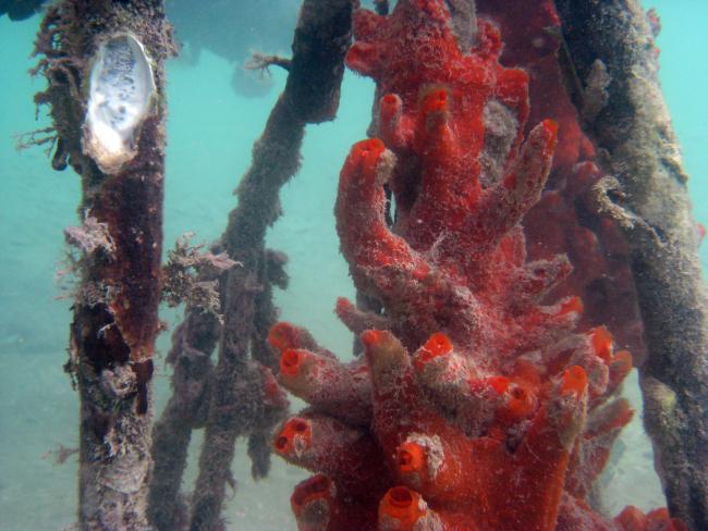 Striking red sponge (Porifera sp