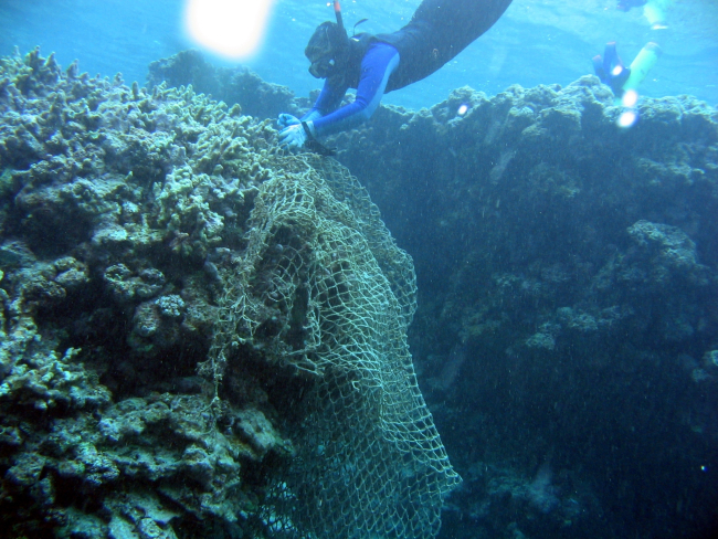 Snorkeler removing entangled net from coral