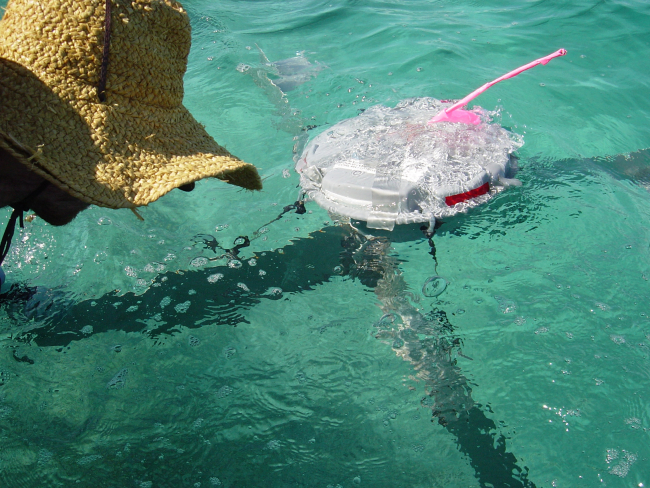 Experimental drifter buoy for determining currents within atoll lagoon