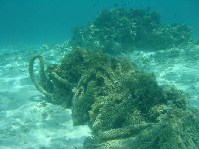 Derelict net wrapped up on reef