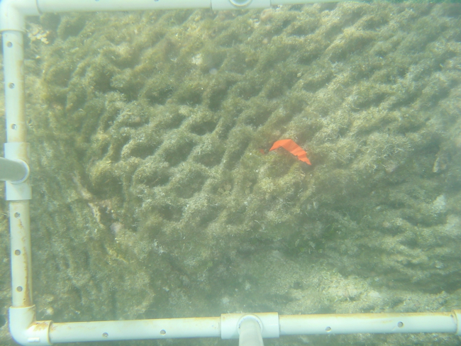 Coral reef study area for determining the effects of derelict nets