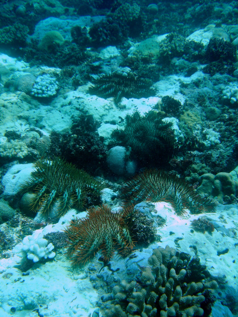 Devastation caused by crown of thorns starfish (Acanthaster planci)