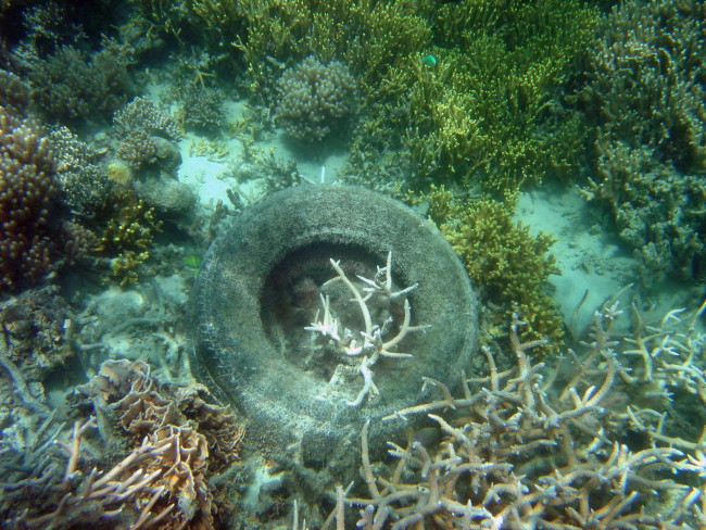 Marine debris on the reef