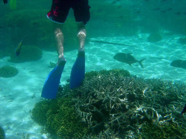 Dive tourism can place additional stress on reefs