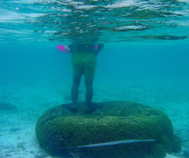 Damage to coral in areas of concentrated dive tourism