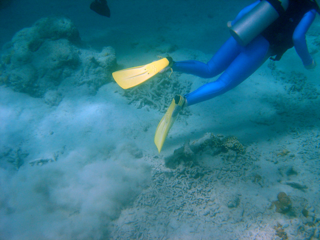 Careless trailing of flippers on bottom can add to sedimentation problemsaffecting coral reefs