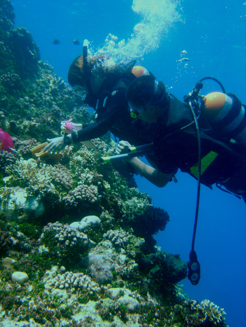 Scientist studying area affected by coral reef bleaching