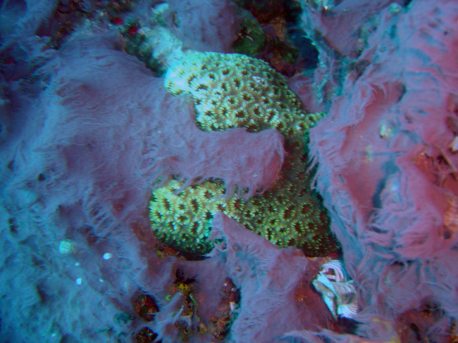Algae covering diseased and dying coral reef