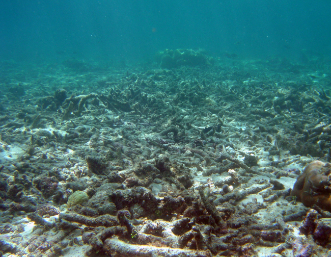 Dead coral reef with skeletal remnants of reef-building corals