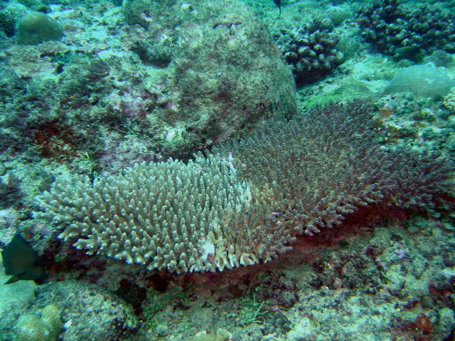 Diseased and dying coral 