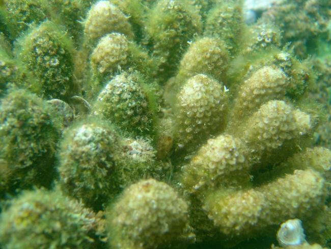 Dead and dying coral covered by algae