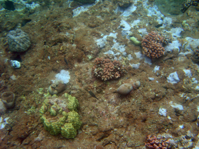 A decimated coral reef area