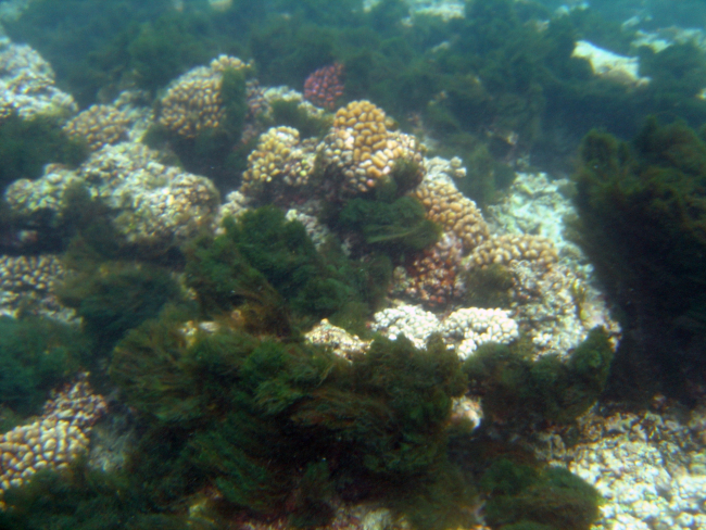 Thick green algae covering most of the seafloor in a formerly vibrant coralreef community