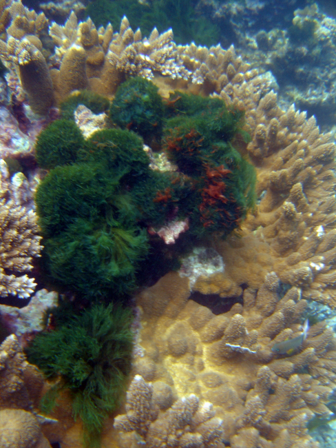 Thick green algae making inroads into a living coral area