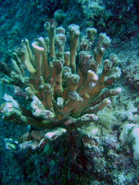 Diseased and weakened coral