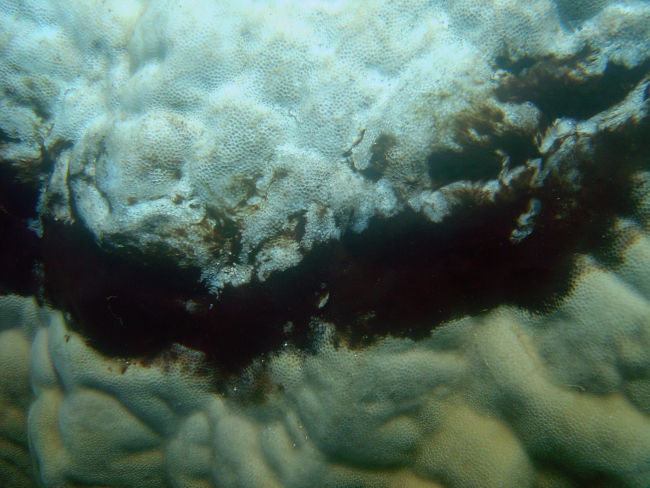 Dead coral on top, algae band in middle, and darker diseased zone betweenalgae and relatively healthy coral