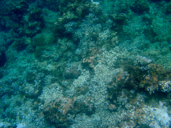 An area of dead coral on an escarpment