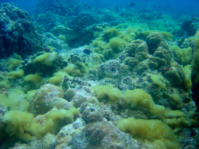 Algae-covered dead reef