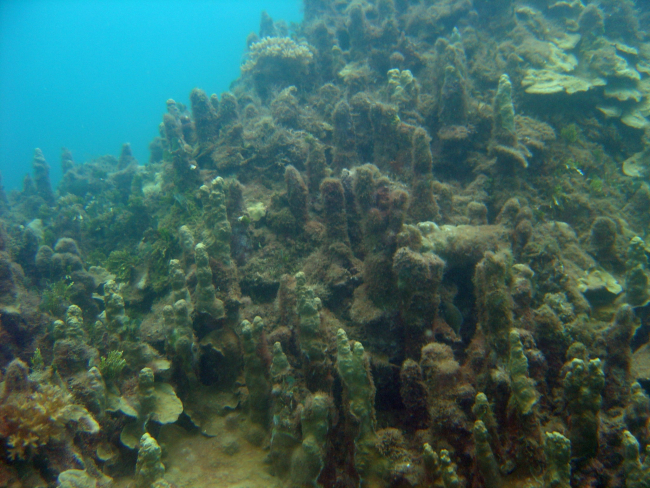 Algae encroaching upon diseased and dying coral