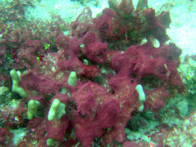 Red algae encroaching upon diseased and dying coral
