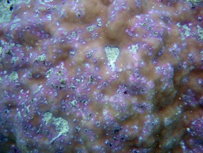 Pink diseased areas upon a dying coral structure