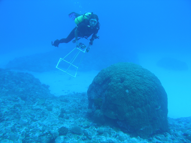 Biological Technician Elizabeth Keenan swims past a large Porites lobata coralhead while conducting algal surveys off of Guam