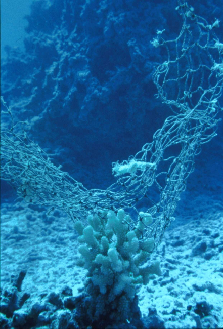 A piece of Marine Debris Net fouls a coral head at French Frigate Shoals