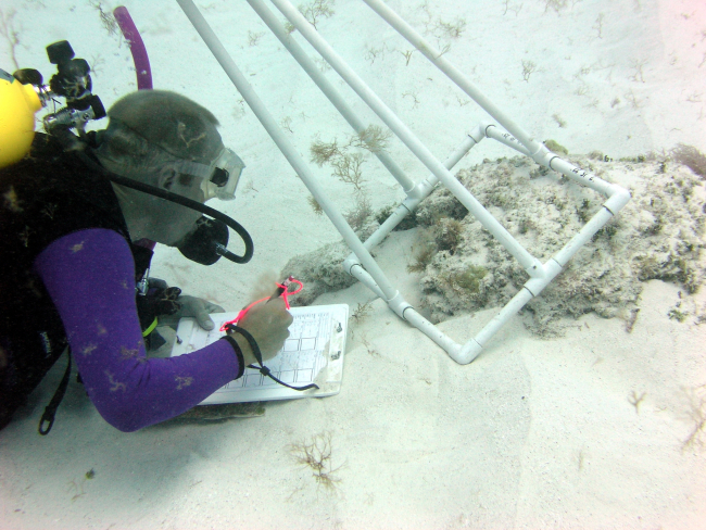 A biologist records algal diversity within a photoquadrat during an underwatersurvey at Midway Atoll