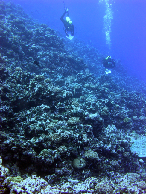 Two biologists record fish along a transect line during an underwater survey