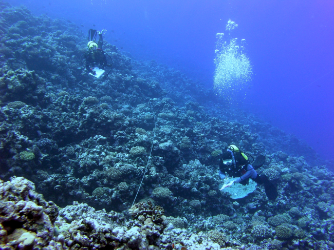 Two biologists record fish along a transect line during an underwater survey