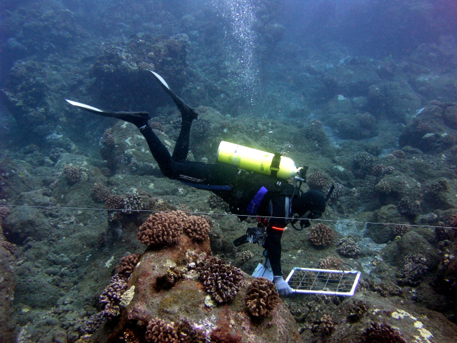 A biologist used a quadrat to quantify invertebrates during an underwater survey