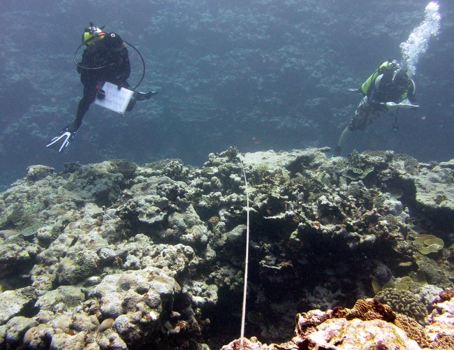 A fish survey transect underway