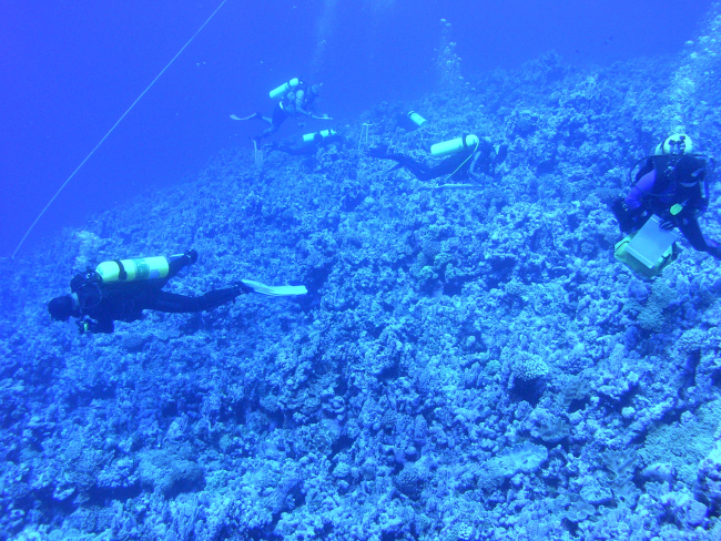 Benthic survey divers studying the coral reef benthic fauna and flora