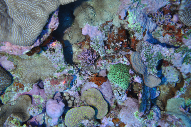Various coral species and crustose coralline algae off northwestern Ofuat a depth of approximately 50 m