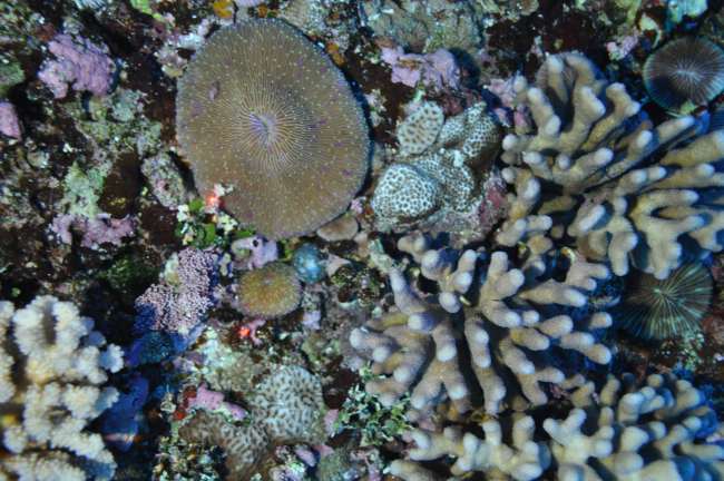 Various coral species and macroalgae off northern Ta`u at a depth of ~45 m